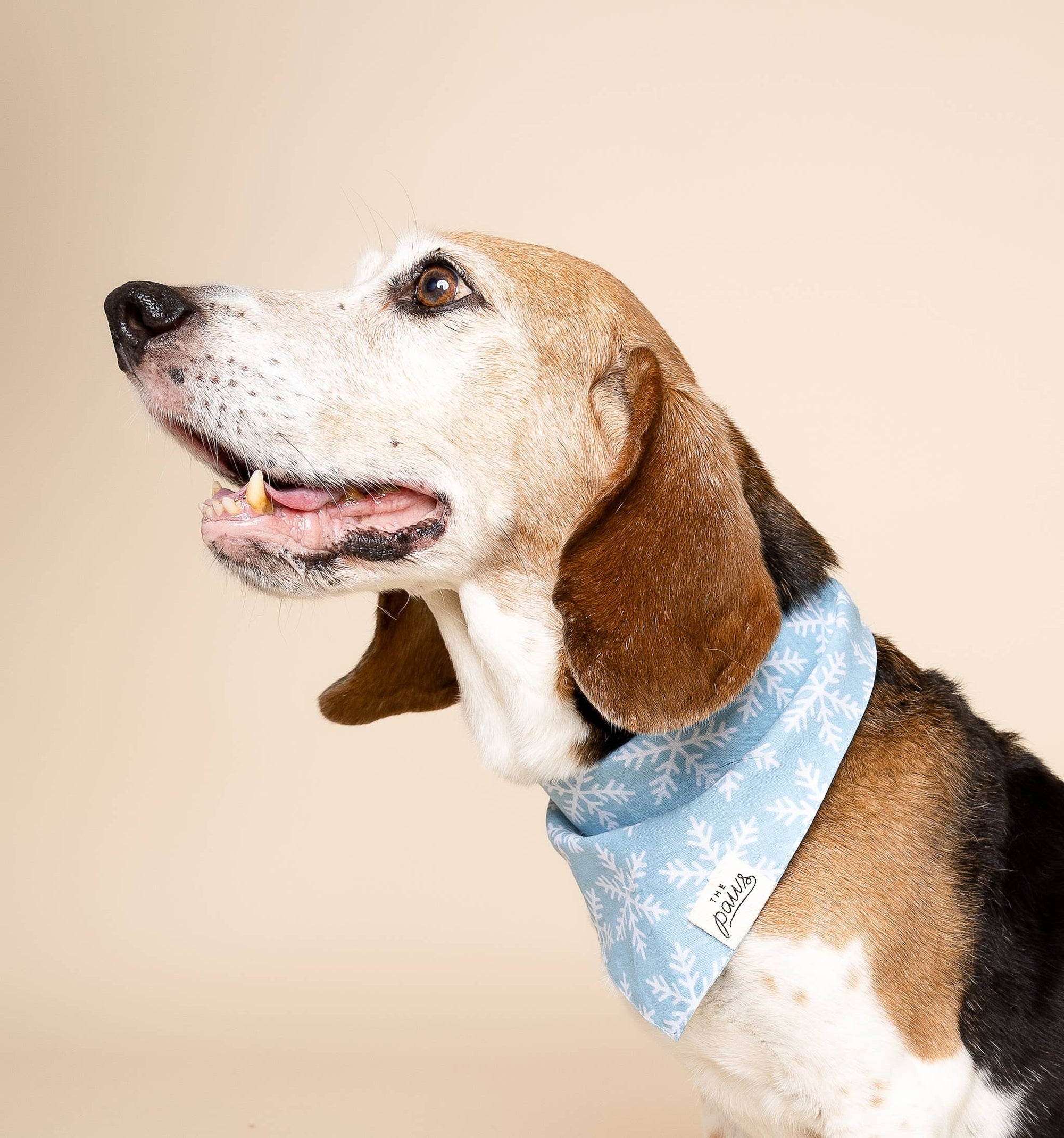 Frozen Winter Dog Bandana