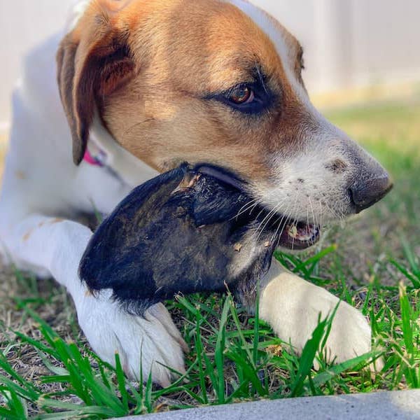 Beef Ear with Hair (1 ear)