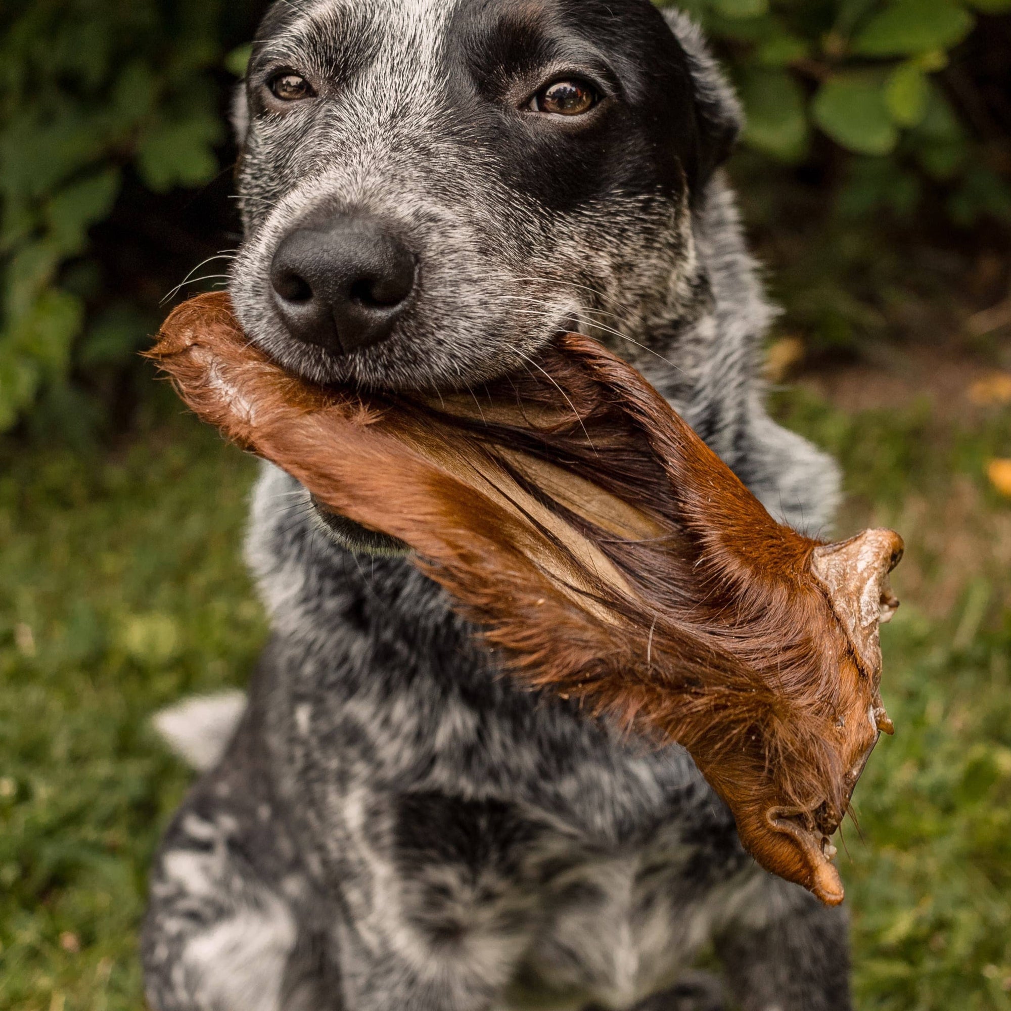 Beef Ear with Hair (1 ear)