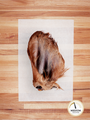 Beef Ear with Hair (1 ear)