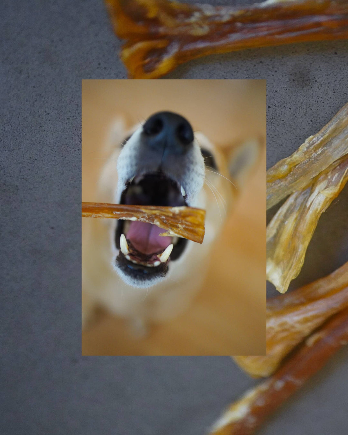 Dehydrated Beef Tendon Sticks - 4 oz
