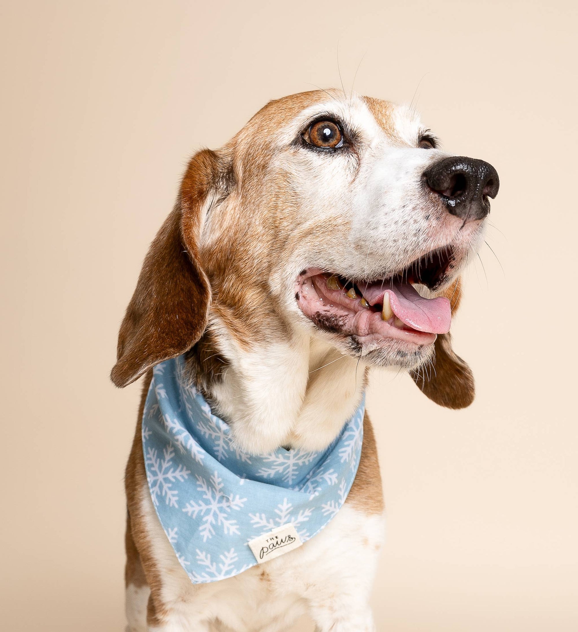 Frozen Winter Dog Bandana