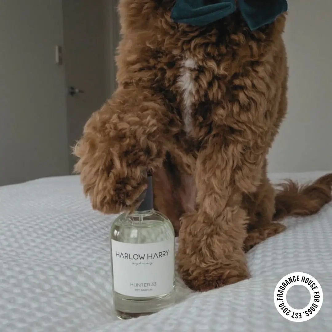 Dog Perfume | Hunter 33