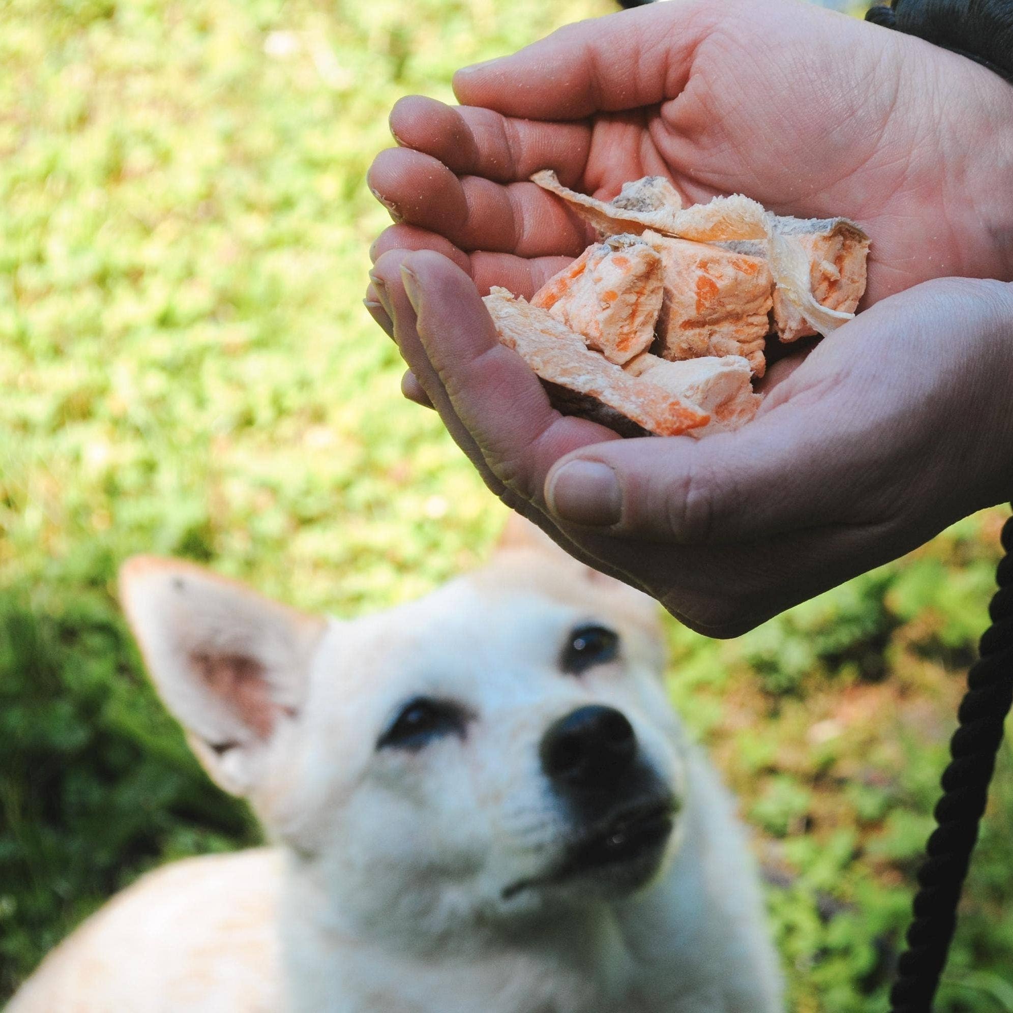 Person holding dog treats with a white dog in the background