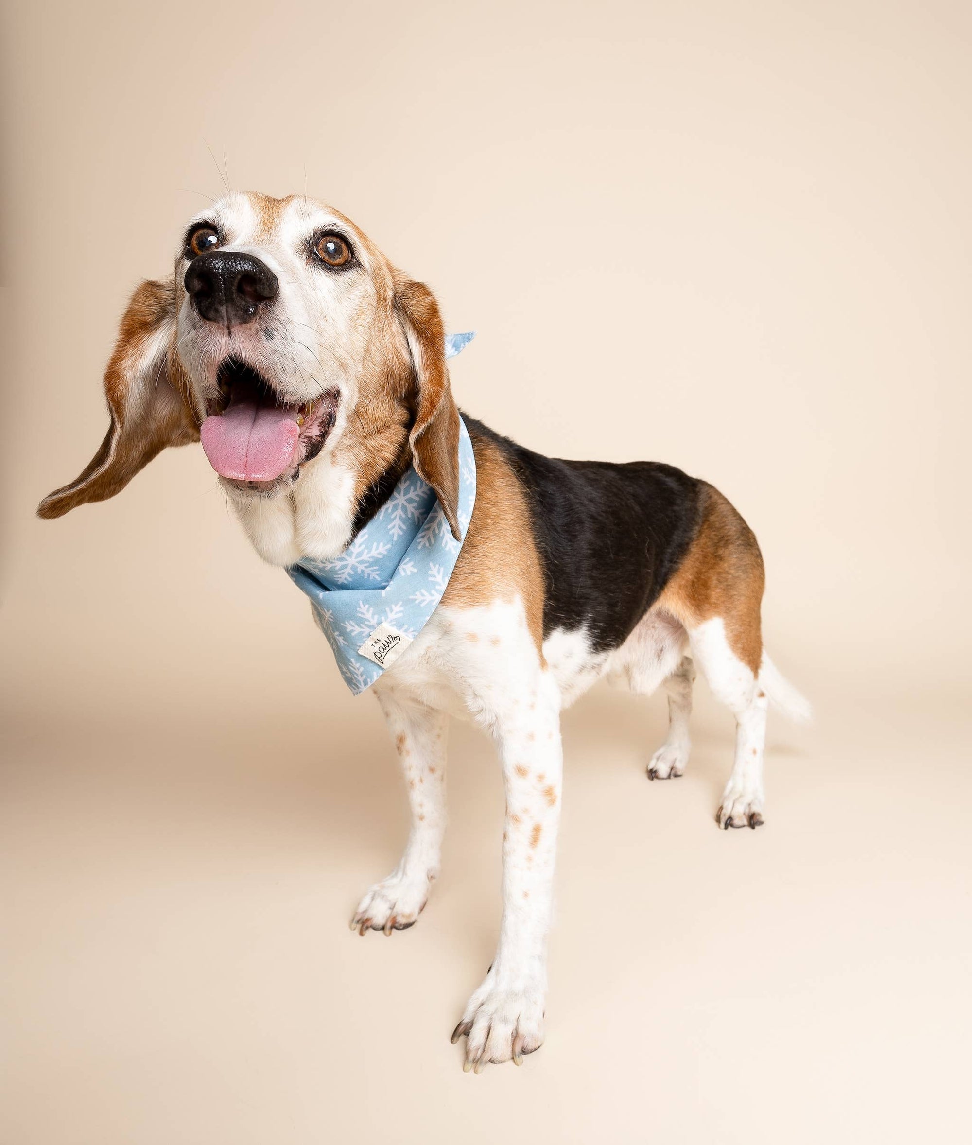 Frozen Winter Dog Bandana