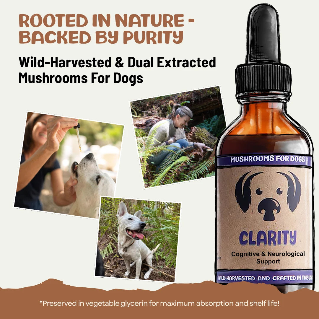 MycoDog Clarity - 2oz