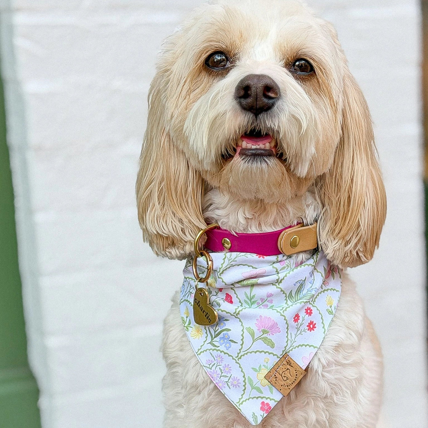 Dog wearing a floral bandana and pink collar with a blurred background