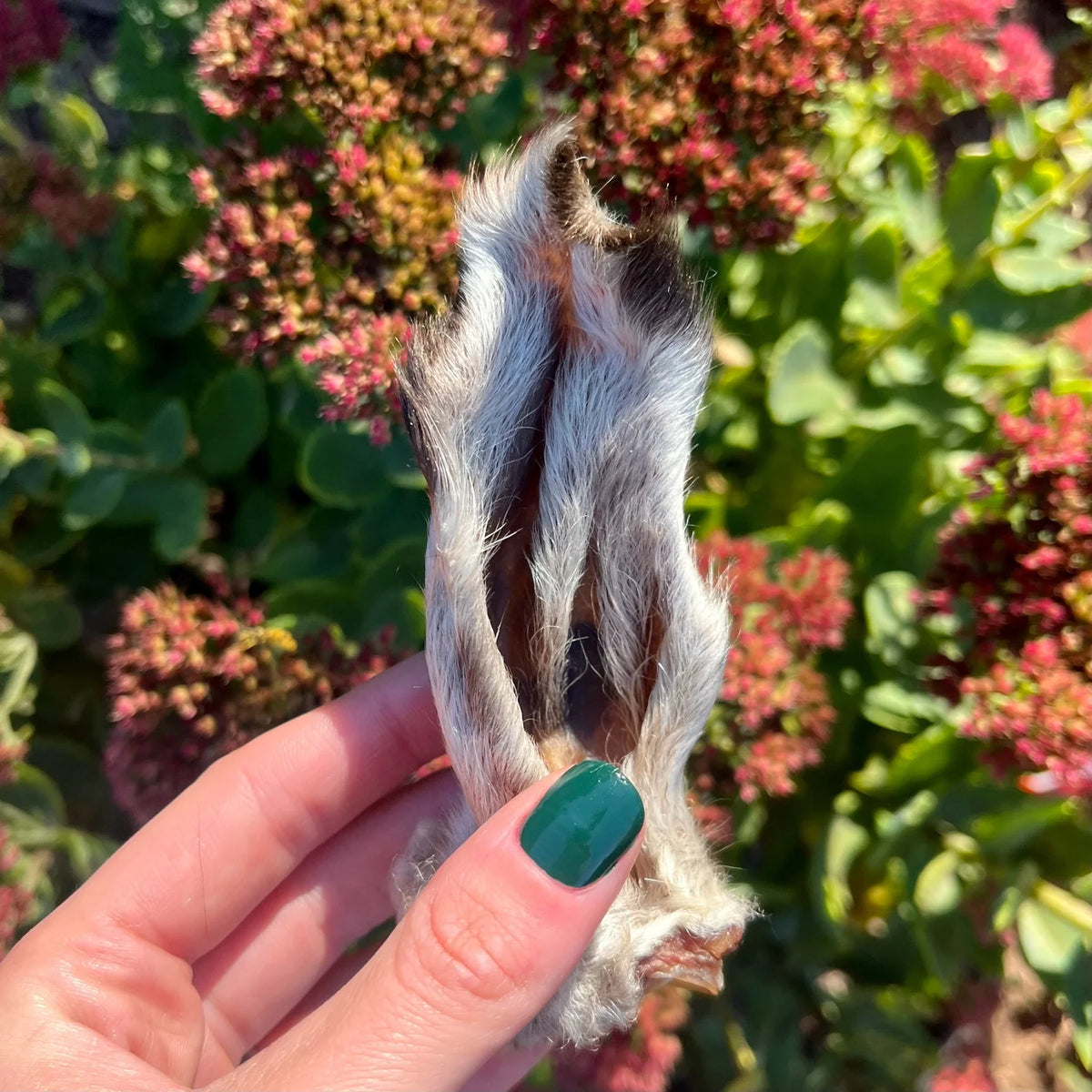 Lamb Ear (1 piece)