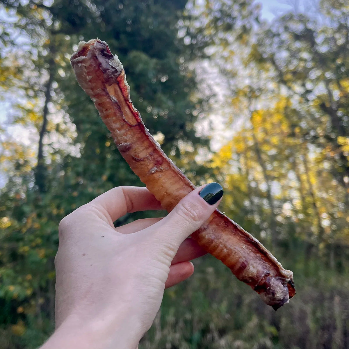 Lamb Trachea Dog Chews