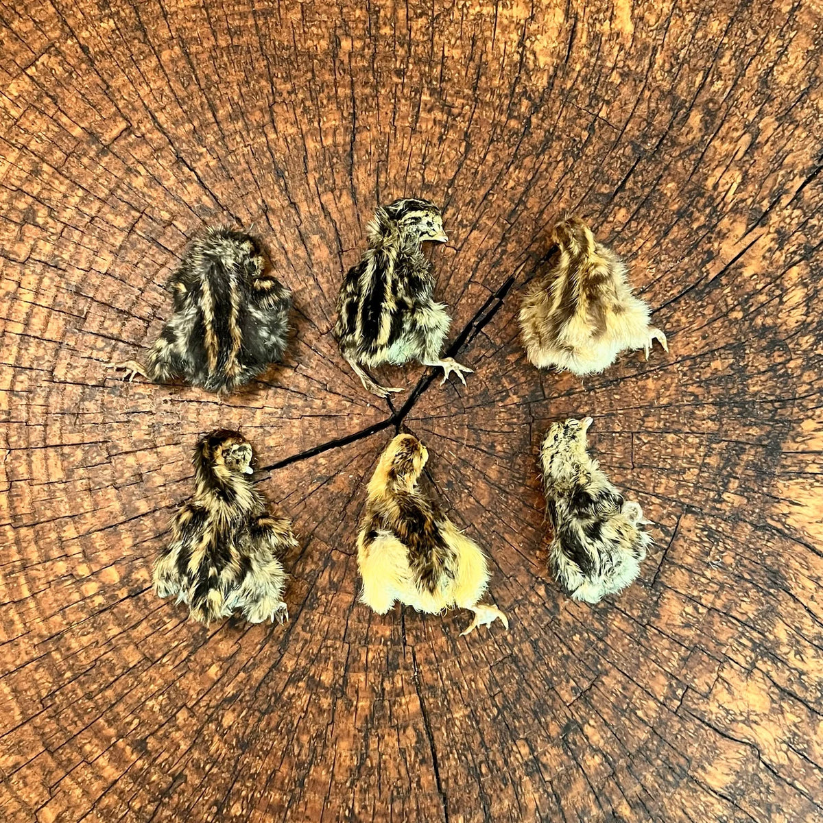 Freeze Dried Quail Chicks (3-pack)