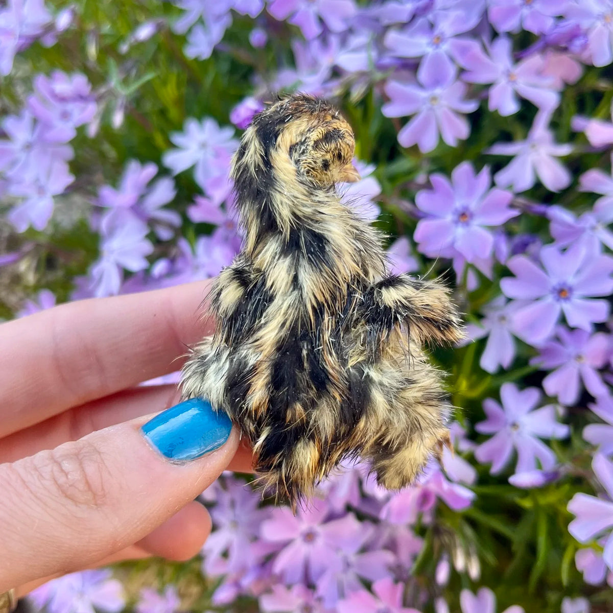 Freeze Dried Quail Chicks (3-pack)