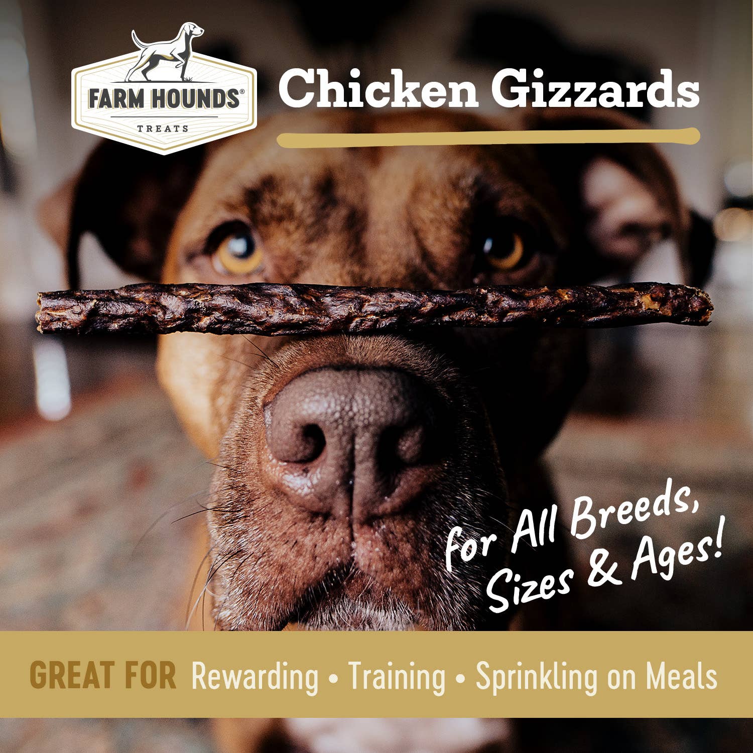Chicken Gizzard