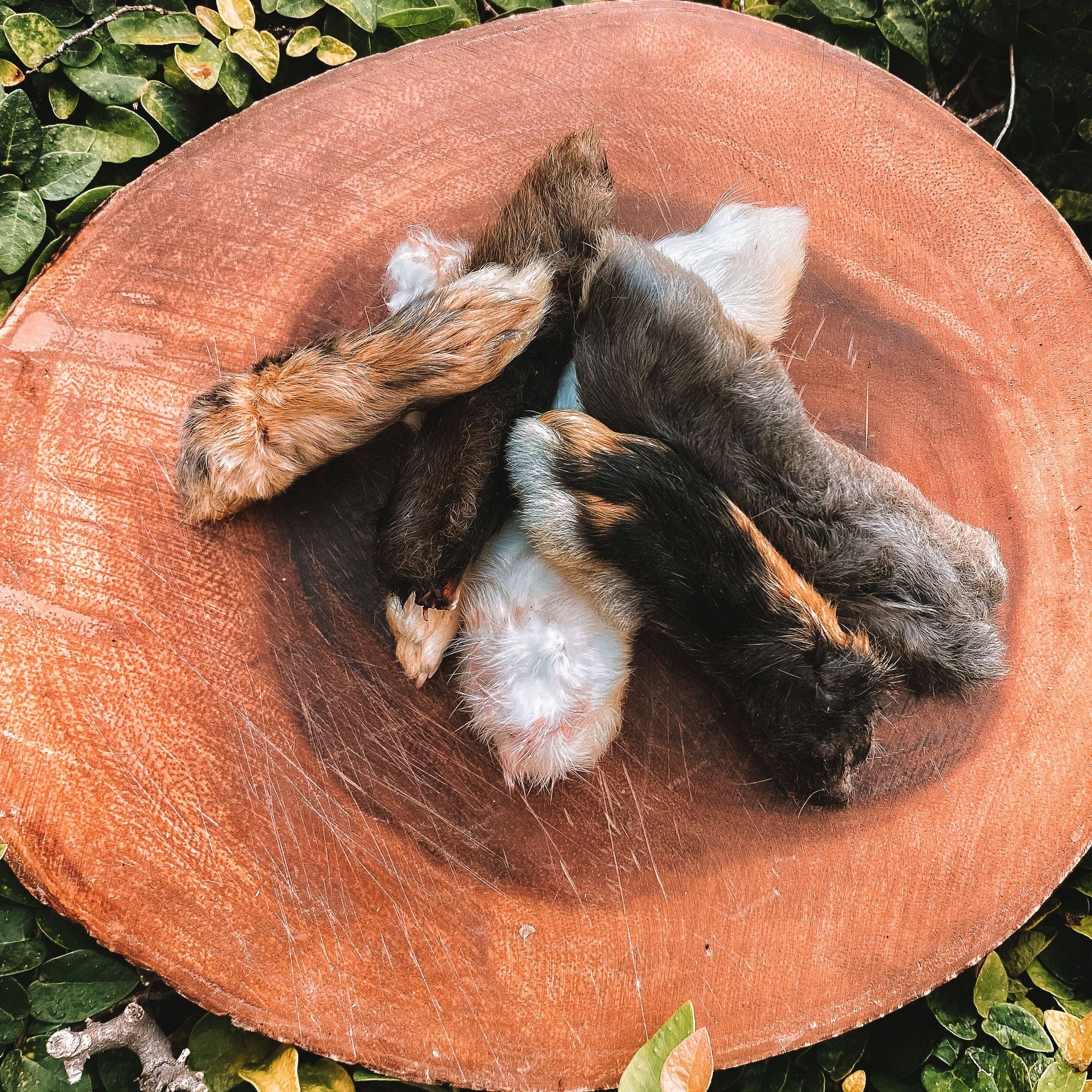 Dehydrated Rabbit Feet