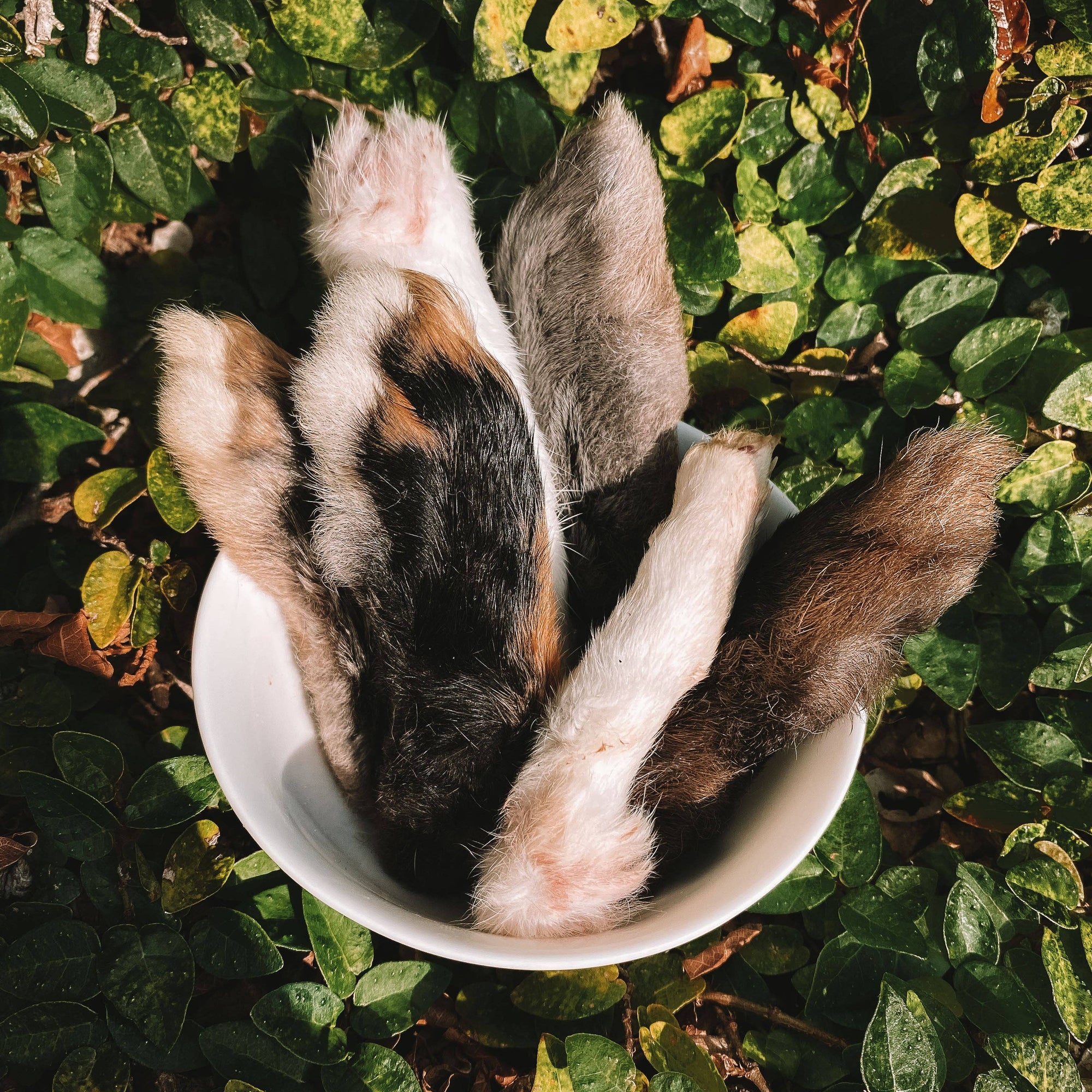 Dehydrated Rabbit Feet