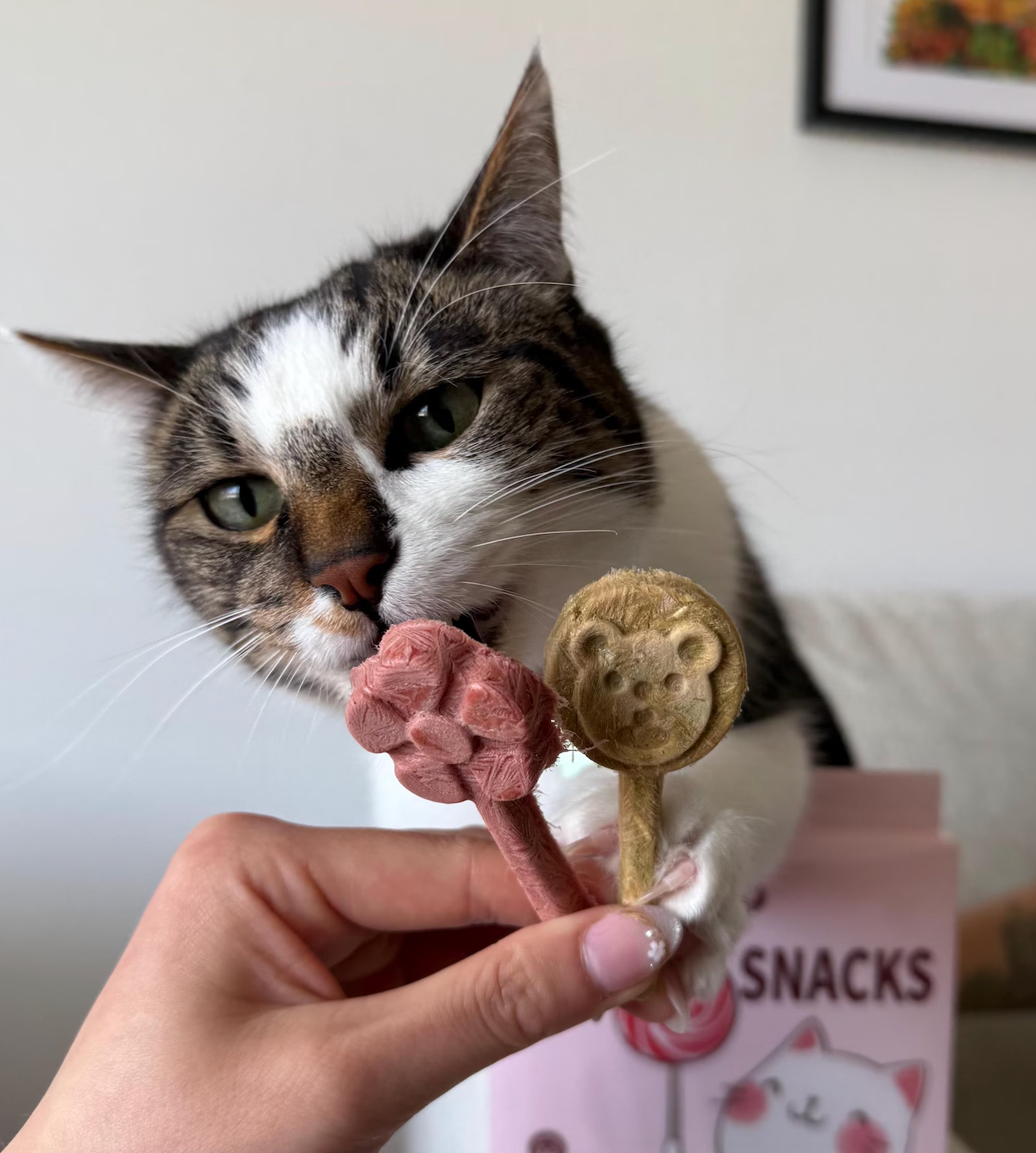Cat looking at two cat snacks held by a hand against a neutral background